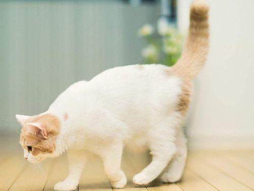 娱乐吃瓜君猫咪瘫痪  第3张